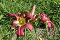 IMG_4292 (Large)